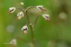 Thalictrum alpinum